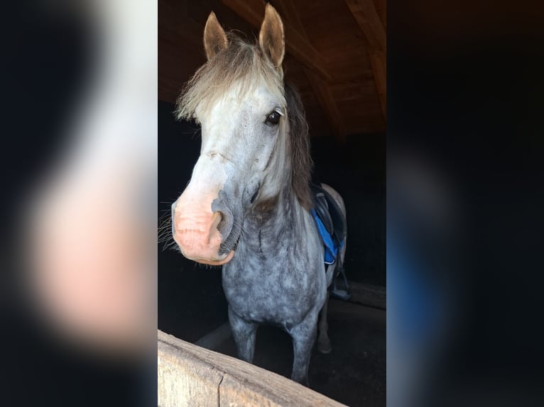 Karachai-paard Ruin 10 Jaar 150 cm Blauwschimmel in Meulebeke