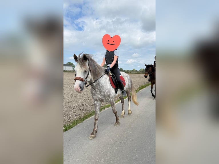 Karachai-paard Ruin 10 Jaar 150 cm Blauwschimmel in Meulebeke