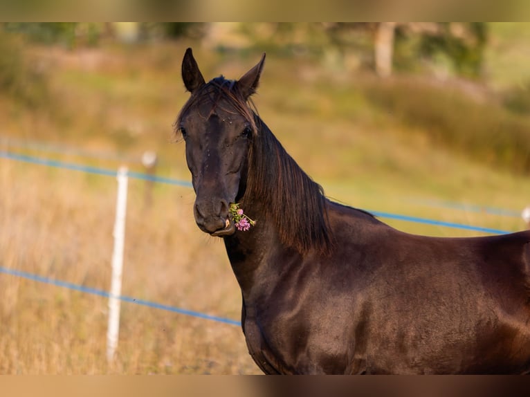 Karachai-paard Ruin 1 Jaar 155 cm Zwart in Tample