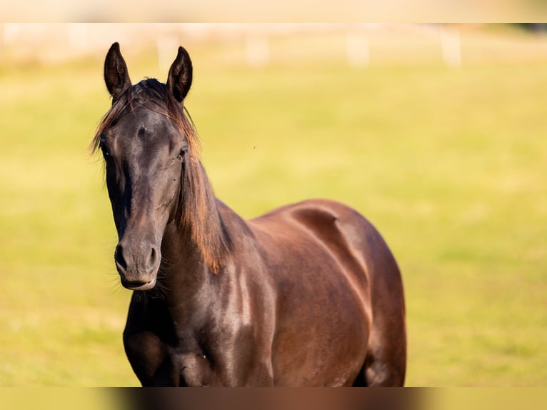Karachai-paard Ruin 1 Jaar 155 cm Zwart in Tample