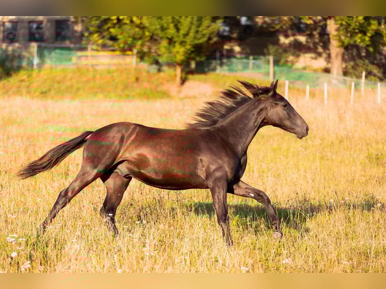 Karachai-paard Ruin 1 Jaar 155 cm Zwart in Tample