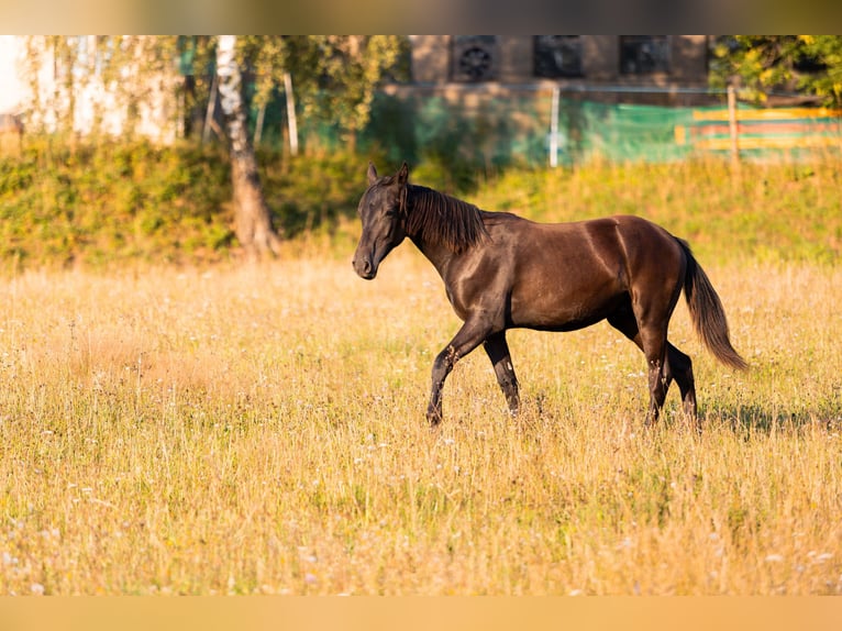 Karachai-paard Ruin 1 Jaar 155 cm Zwart in Tample