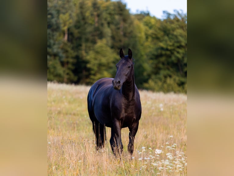 Karachai-paard Ruin 2 Jaar Zwart in Tample - Svojek