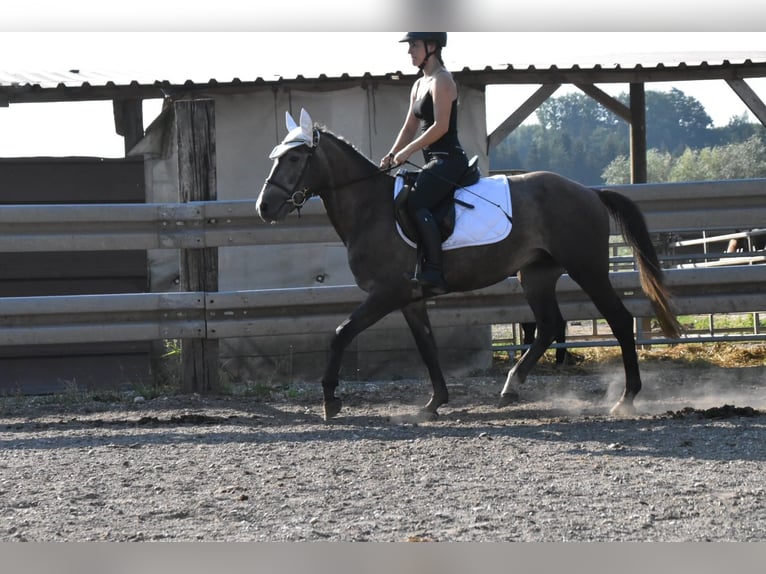 Karachai-paard Mix Ruin 4 Jaar 147 cm Blauwschimmel in Arnstorf