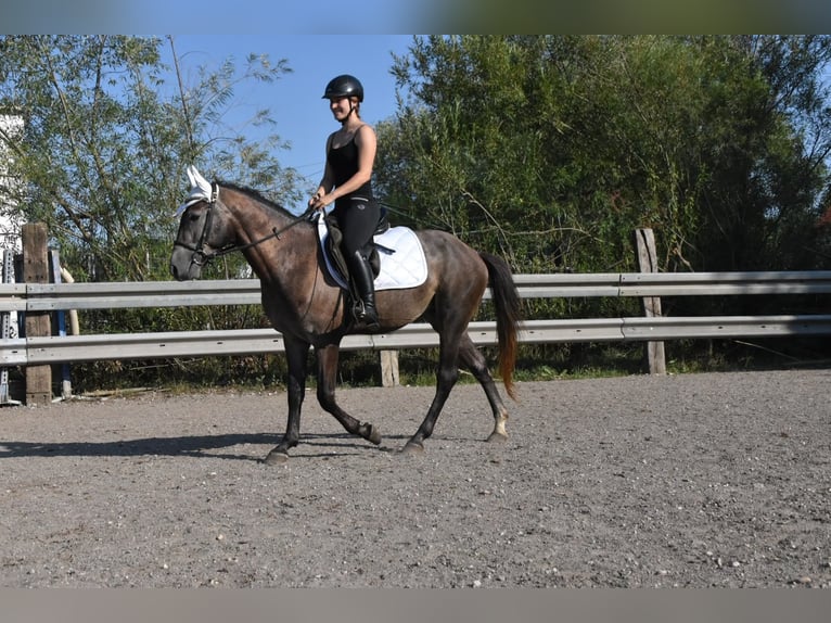Karachai-paard Mix Ruin 4 Jaar 147 cm Blauwschimmel in Arnstorf