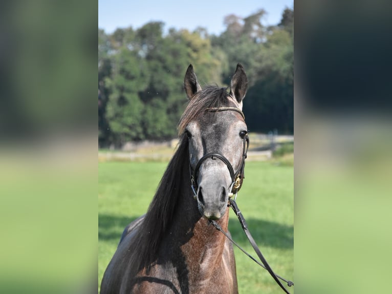 Karachai-paard Mix Ruin 4 Jaar 147 cm Blauwschimmel in Arnstorf