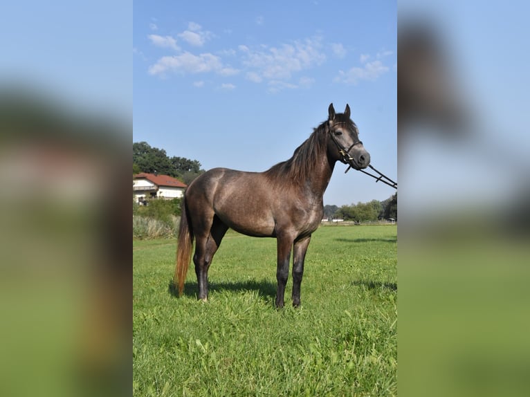 Karachai-paard Mix Ruin 4 Jaar 147 cm Blauwschimmel in Arnstorf