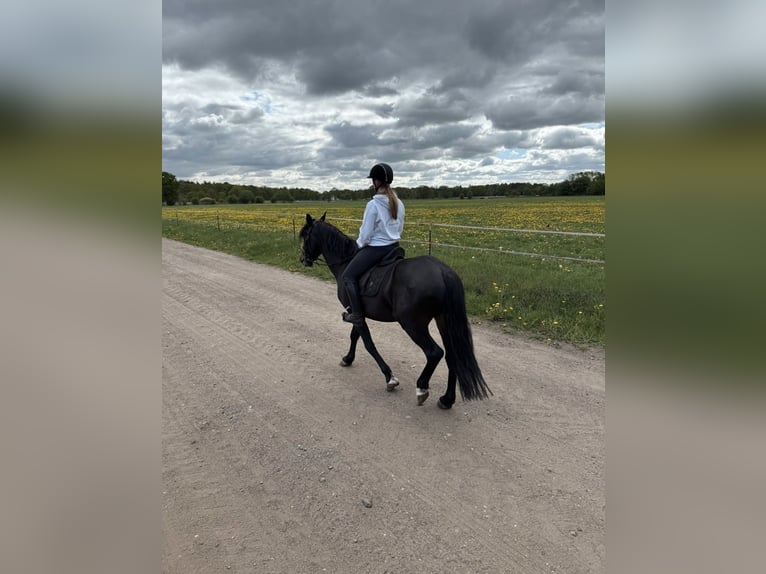 Karachai-paard Ruin 5 Jaar 158 cm Zwart in Bönebüttel