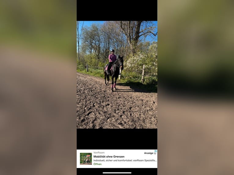 Karachai-paard Ruin 5 Jaar 158 cm Zwart in Bönebüttel
