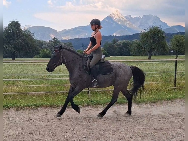 Karachai-paard Ruin 7 Jaar 145 cm Roan-Blue in Kirchbichl