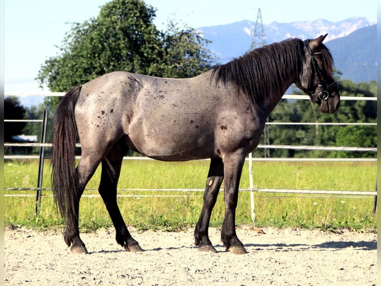 Karachai-paard Ruin 7 Jaar 145 cm Roan-Blue in Kirchbichl