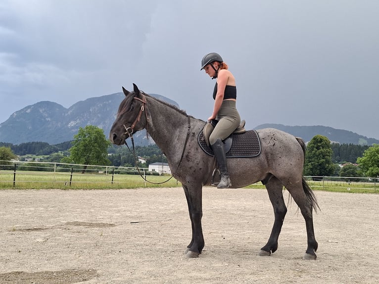 Karachai-paard Ruin 7 Jaar 145 cm Roan-Blue in Kirchbichl
