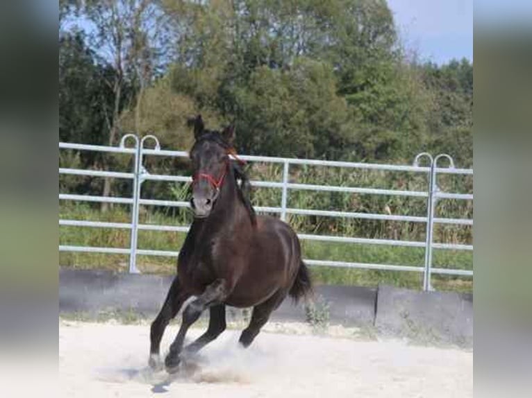 Karachai Stallion 1 year 16 hh Black in Vidice