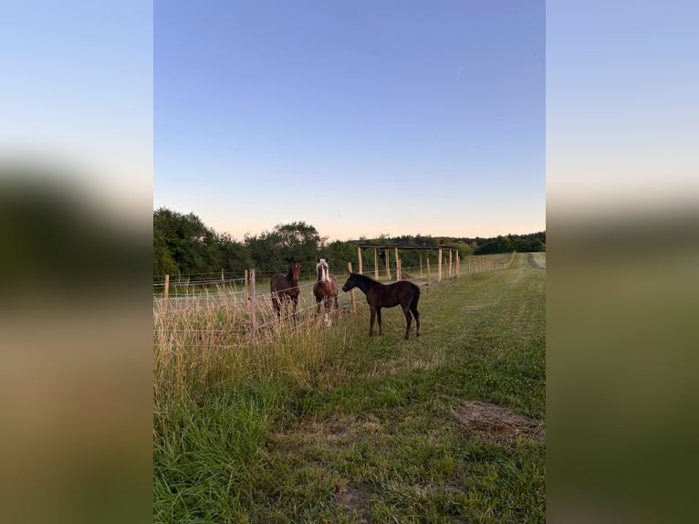 Karachai Mix Stallion Foal (03/2025) 14,2 hh Bay-Dark in Rehlingen-Siersburg