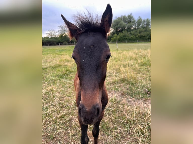 Karachai Mix Stallion Foal (03/2025) 14,2 hh Bay-Dark in Rehlingen-Siersburg