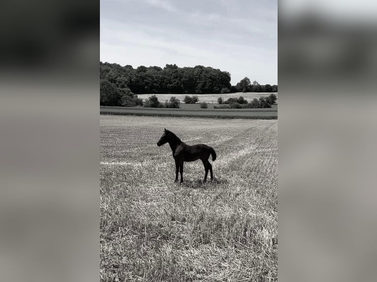Karachai Mix Stallion Foal (03/2025) 14,2 hh Bay-Dark in Rehlingen-Siersburg