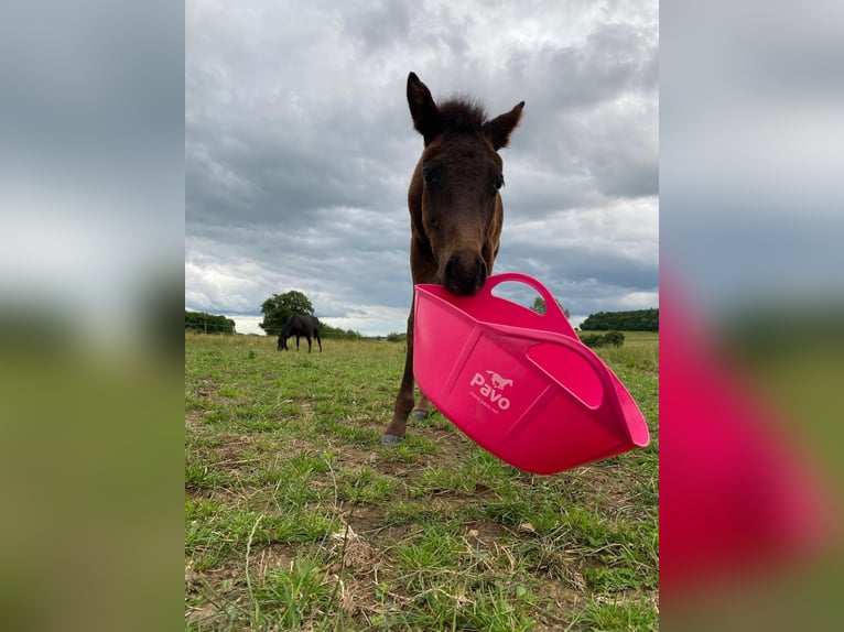 Karachai Mix Stallion Foal (03/2025) 14,2 hh Bay-Dark in Rehlingen-Siersburg
