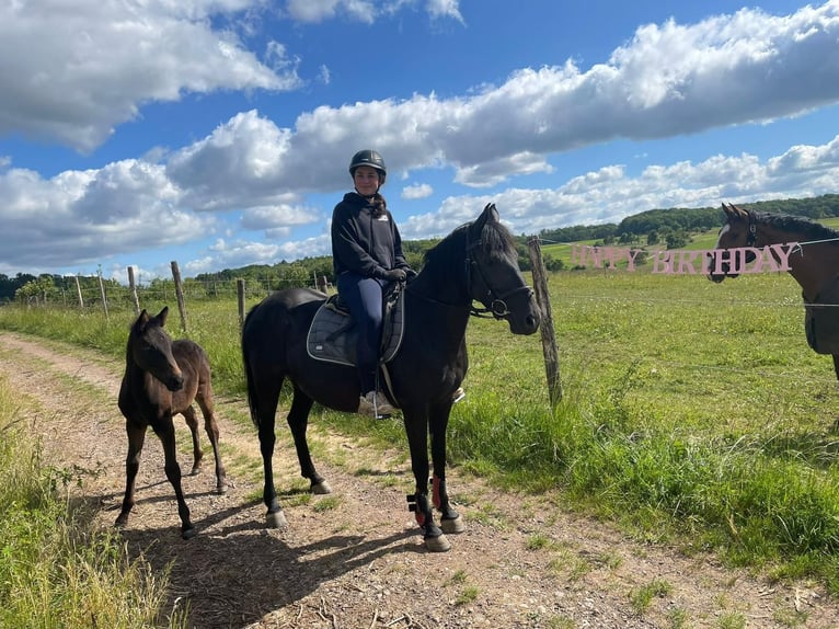 Karachai Mix Stallion Foal (03/2025) 14,2 hh Bay-Dark in Rehlingen-Siersburg