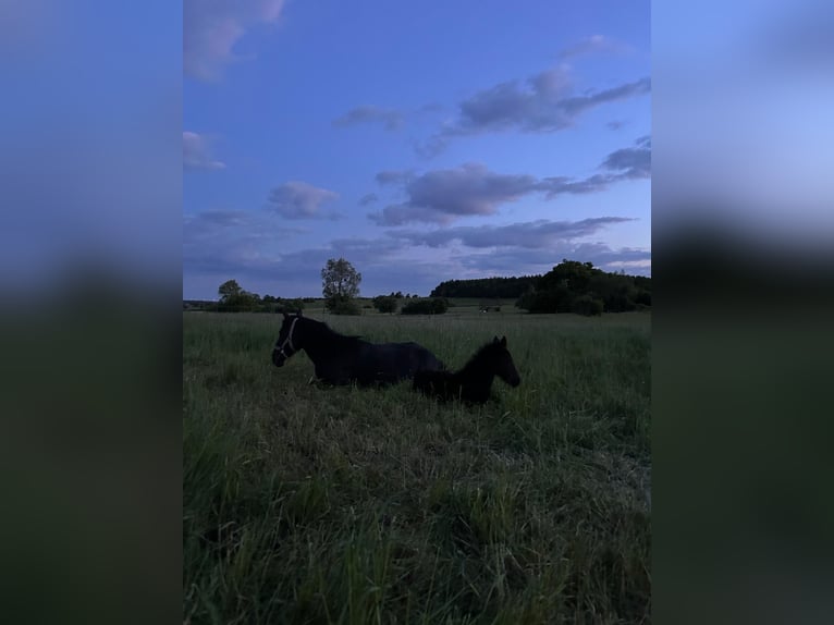 Karachai Mix Stallion Foal (03/2025) 14,2 hh Bay-Dark in Rehlingen-Siersburg