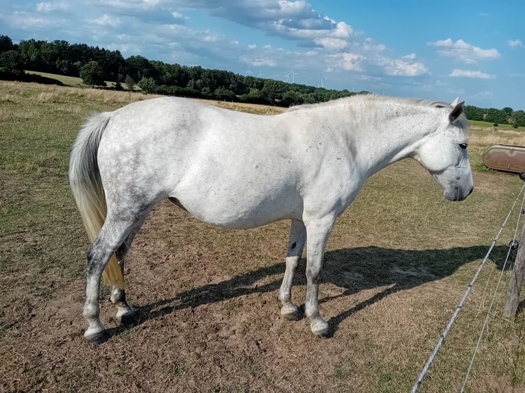 Karachai Stute 10 Jahre 154 cm Blauschimmel in Woltersdorf