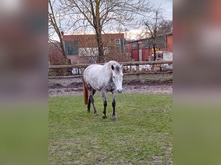 Karachai Stute 10 Jahre 154 cm Blauschimmel in Woltersdorf