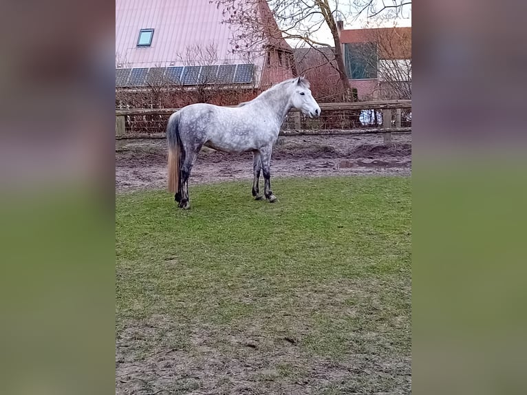 Karachai Stute 10 Jahre 154 cm Blauschimmel in Woltersdorf