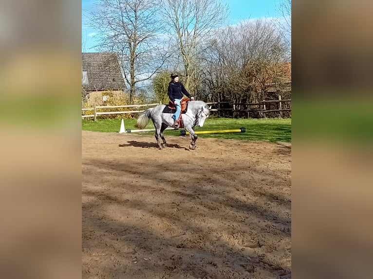 Karachai Stute 10 Jahre 154 cm Blauschimmel in Woltersdorf
