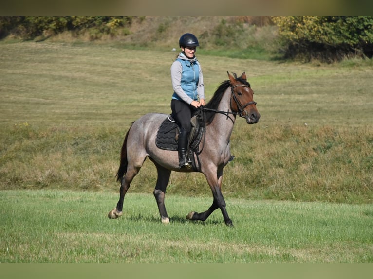 Karachai Mix Stute 3 Jahre 152 cm Roan-Red in Arnstorf