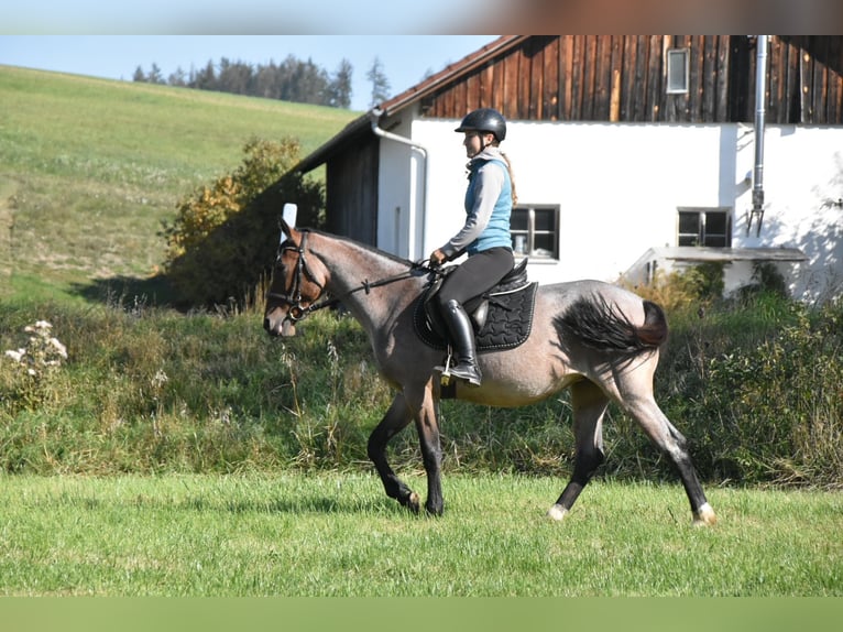 Karachai Mix Stute 3 Jahre 152 cm Roan-Red in Arnstorf