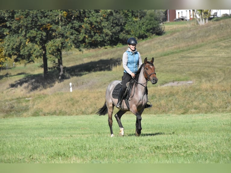 Karachai Mix Stute 3 Jahre 152 cm Roan-Red in Arnstorf