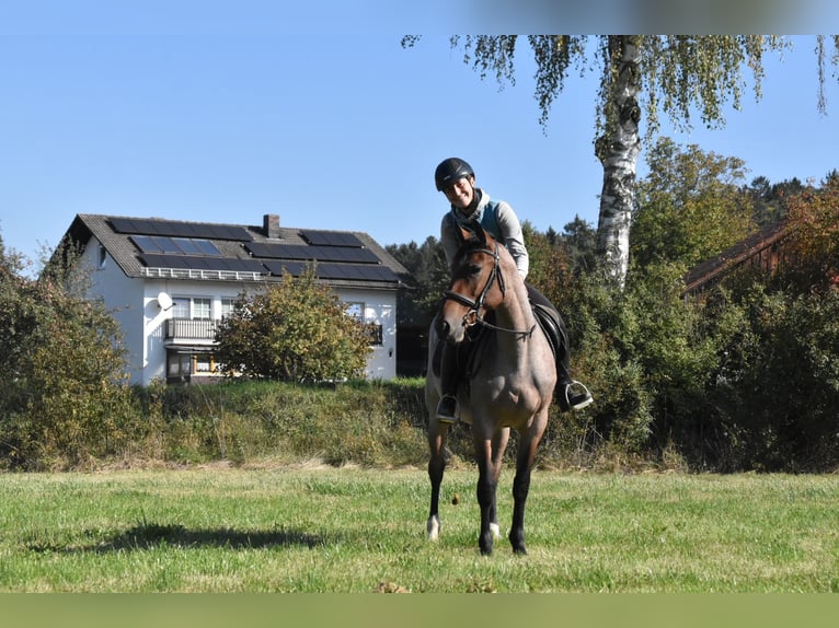 Karachai Mix Stute 3 Jahre 152 cm Roan-Red in Arnstorf