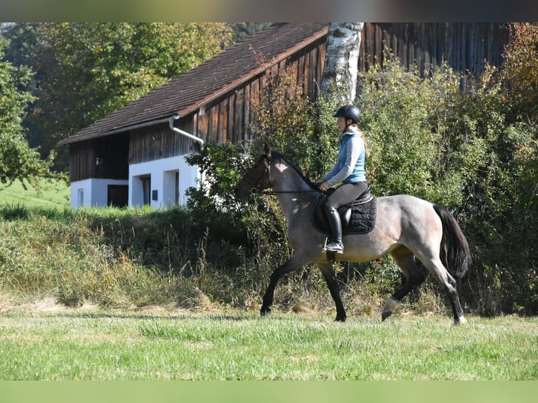 Karachai Mix Stute 3 Jahre 152 cm Roan-Red in Arnstorf