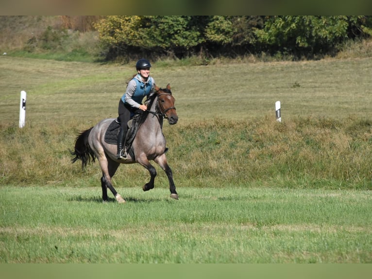 Karachai Mix Stute 3 Jahre 152 cm Roan-Red in Arnstorf