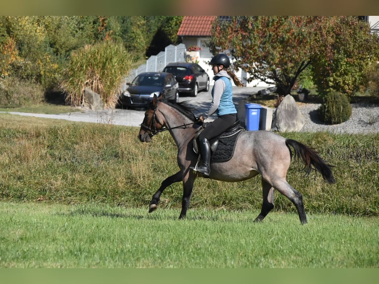 Karachai Mix Stute 3 Jahre 152 cm Roan-Red in Arnstorf