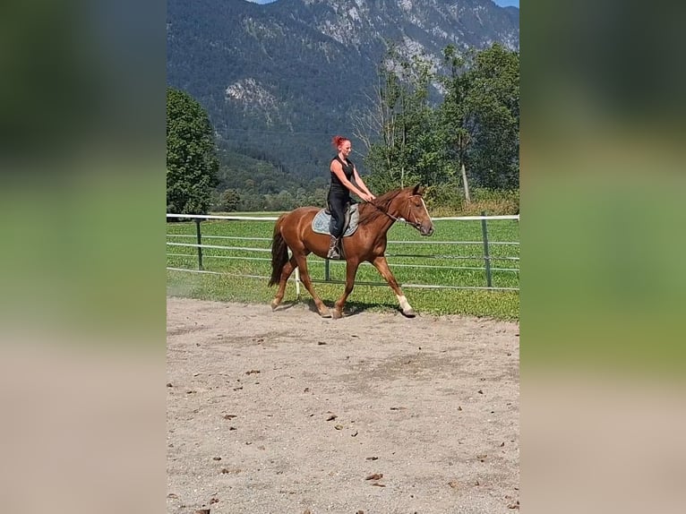 Karachai Stute 3 Jahre 153 cm Fuchs in Kirchbichl
