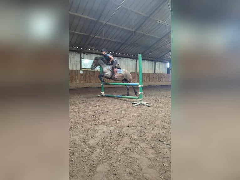 Karachai Stute 4 Jahre 145 cm Roan-Bay in Wijk en Aalburg