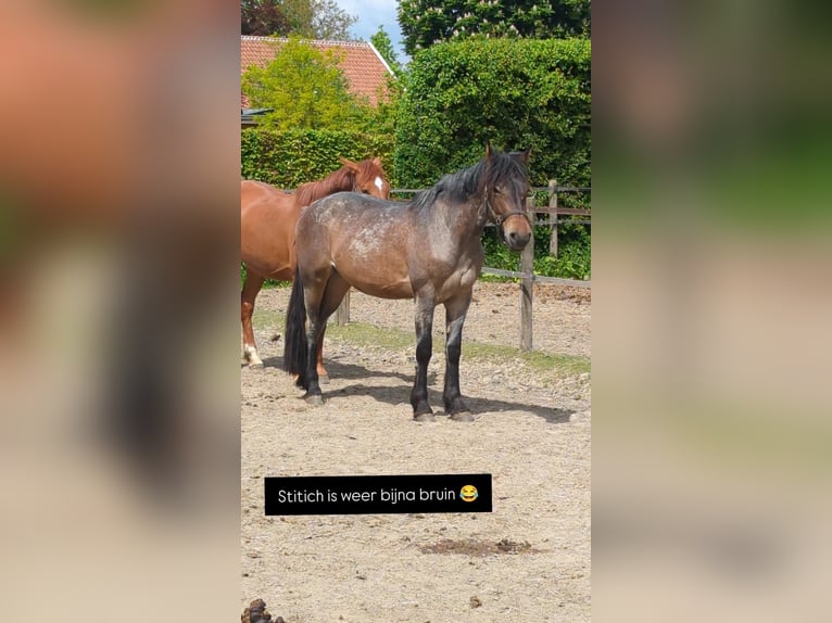 Karachai Stute 4 Jahre 145 cm Roan-Bay in Wijk en Aalburg
