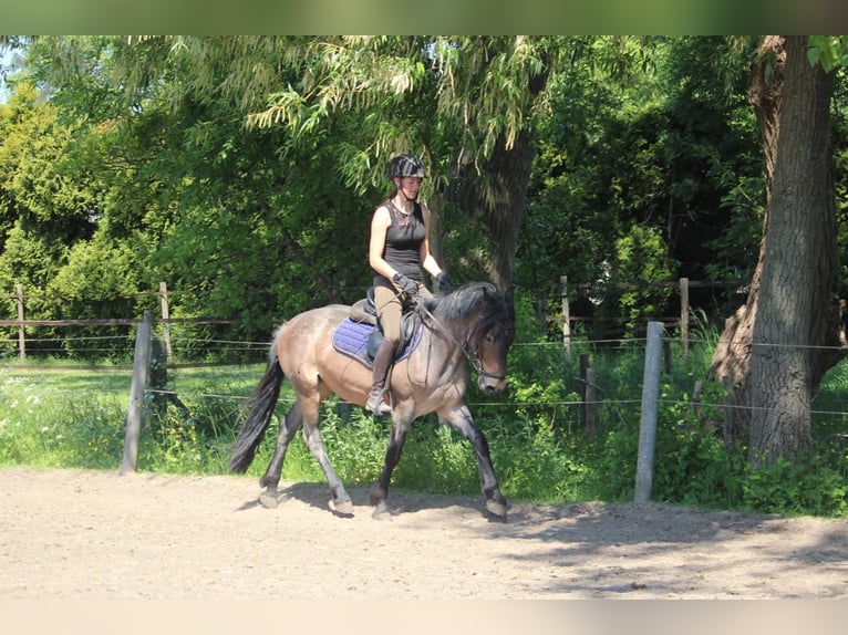 Karachai Stute 4 Jahre 145 cm Roan-Bay in Wijk en Aalburg