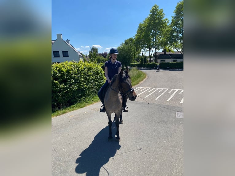 Karachai Stute 4 Jahre 145 cm Roan-Bay in Wijk en Aalburg
