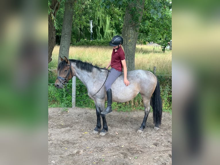 Karachai Stute 4 Jahre 145 cm Roan-Bay in Wijk en Aalburg