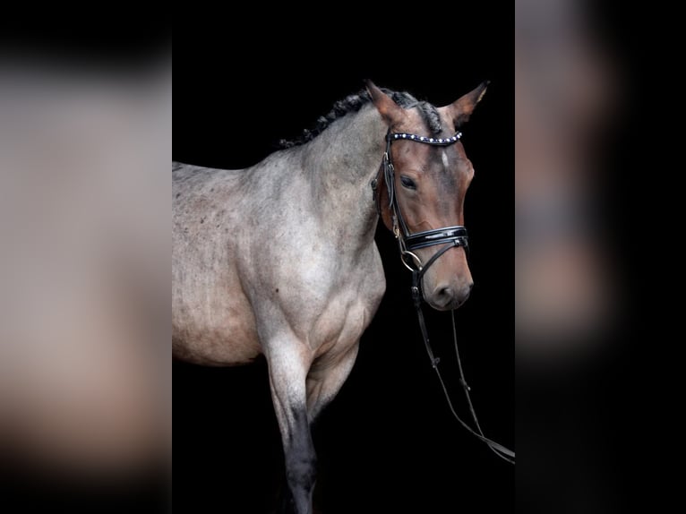 Karachai Stute 4 Jahre 145 cm Roan-Bay in Wijk en Aalburg