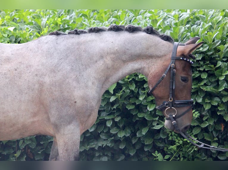 Karachai Stute 4 Jahre 145 cm Roan-Bay in Wijk en Aalburg