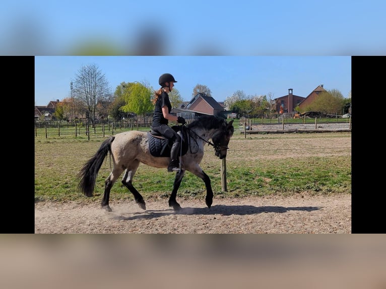 Karachai Stute 4 Jahre 145 cm Roan-Bay in Wijk en Aalburg
