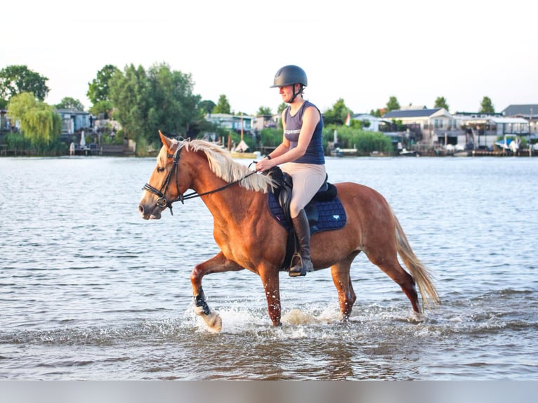 Karachai Stute 5 Jahre 147 cm Fuchs in Wijk en Aalburg
