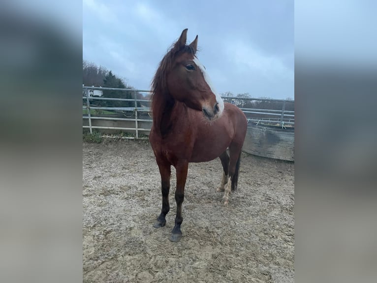 Karachai Stute 6 Jahre 140 cm Brauner in Iserlohn