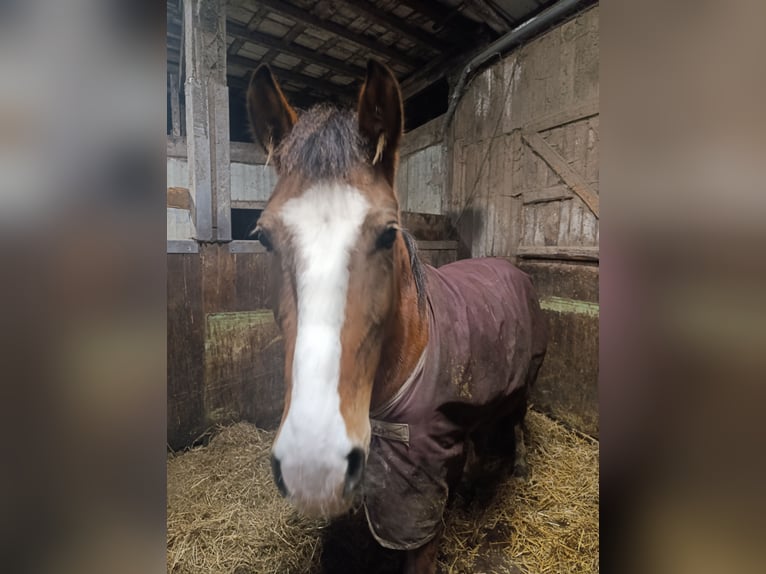 Karachai Stute 6 Jahre 140 cm Brauner in Iserlohn