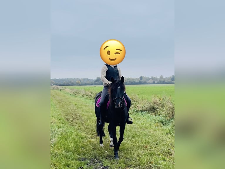 Karachai Stute 6 Jahre 150 cm Schwarzbrauner in Burgwedel