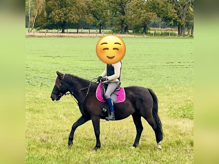 Karachai Stute 6 Jahre 150 cm Schwarzbrauner in Burgwedel