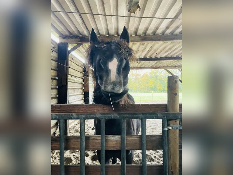 Karachai Stute 6 Jahre 150 cm Schwarzbrauner in Burgwedel