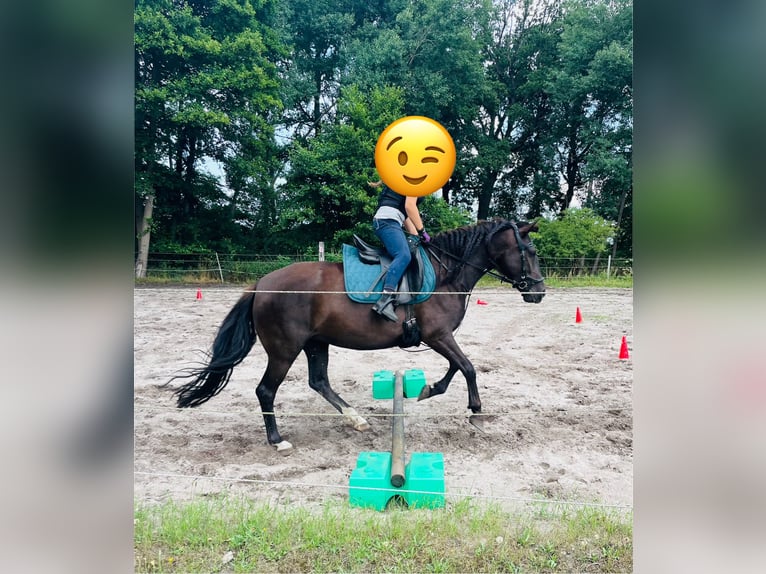 Karachai Stute 6 Jahre 150 cm Schwarzbrauner in Burgwedel